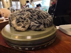-猫色咖啡·猫咖