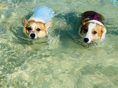 -爪吧宠物乐园 (温榆河示范区店)