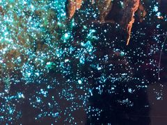 -怀托摩萤火虫洞