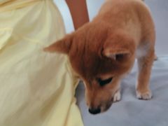 -中农国际动物医院24小时·猫科·骨科·急重症中心