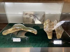 -诸城市恐龙博物馆