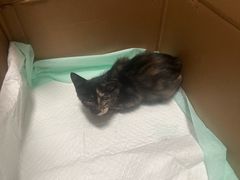 -瑞派福兴宠物医院犬猫全科·骨科·中西医结合(河东店)