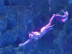 -芜湖新华联大白鲸海洋公园