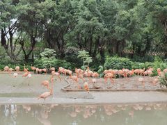 -广州长隆飞鸟乐园