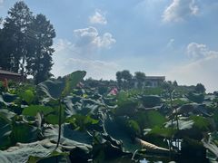 -渌洋湖湿地公园