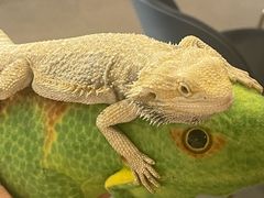 -FAIRYLAND龙族星球主题餐厅(凯丹广场店)