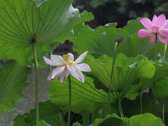 -国家植物园南园