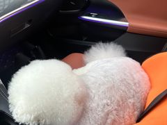 -帕帕拉兹宠物(亚洲旗舰店)