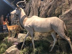 -陕西自然博物馆