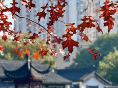 -和平公园