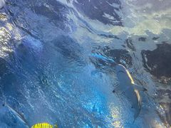 -太平洋海底世界