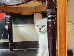 -猫小院猫主题餐厅(南锣旗舰店)
