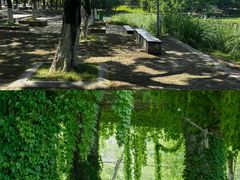 -亚龙湾国际玫瑰谷