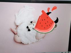 -西瓜庄园儿童摄影