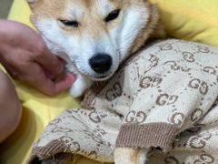 -逗柴咖啡屋·狗咖猫咖宠物桌游