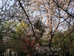 -西安青龙寺遗址景区