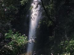 -莫里热带雨林景区