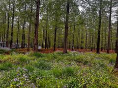 -黄海国家森林公园