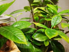 -素匠泰茶(三里屯SOHO工体奶茶店)