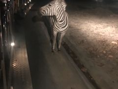-清迈夜间动物园