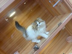 -猫十亿·布偶金渐层·曼基康矮脚猫舍(青年路店)