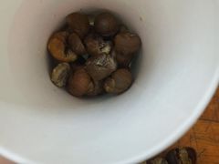 -栗子来了(正弘城店)