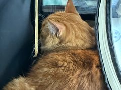 -中农大我爱我爱动物医院·核磁CT·猫病·24小时夜诊中心(石佛营店)