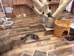 -袖虎·猫馆(体育西路店)