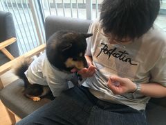 -南京Hallo宠物乐园·哈罗犬舍·柴犬繁育基地