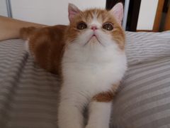 -东方名猫馆·英短金渐层布偶猫舍(环线广场1号楼店)