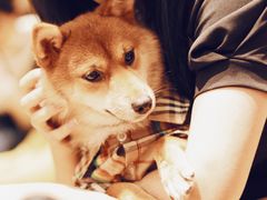 -逗柴咖啡屋·狗咖猫咖宠物桌游