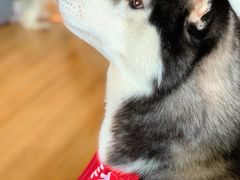 -Husky Go! 哈士奇体验馆·宠物咖啡厅狗咖