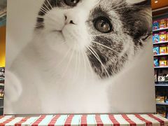 -KKV(深圳宏发大仟里店)