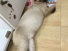 -李小姐の猫咖啡馆(五角场店)