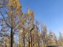-安宁市宁湖森林公园