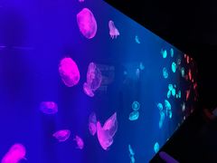 -成都浩海立方海洋公园