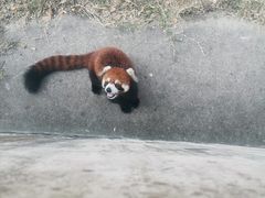 -合肥野生动物园
