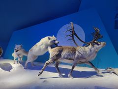 -贝林大翅鲸简餐厅(国家海洋博物馆店)