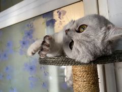 -柚子猫舍·精品猫舍购猫·猫咪认养·购宠·宠物店