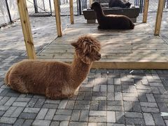 -长白岛森林公园