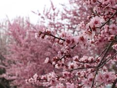 -济南国际园博园