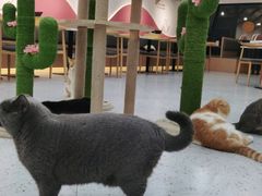 -喵园·猫主题咖啡厅·撸猫·猫咖(国贸店)