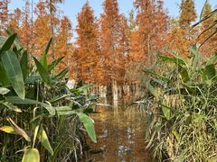 -白鹭湾湿地公园