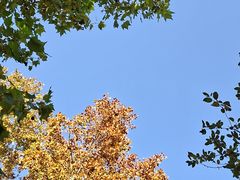 -三里屯东五街银杏大道