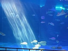 -泉城欧乐堡海洋极地世界