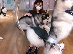-Husky Go! 哈士奇体验馆·宠物咖啡厅狗咖