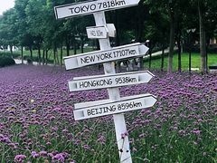 -大塘金香草谷