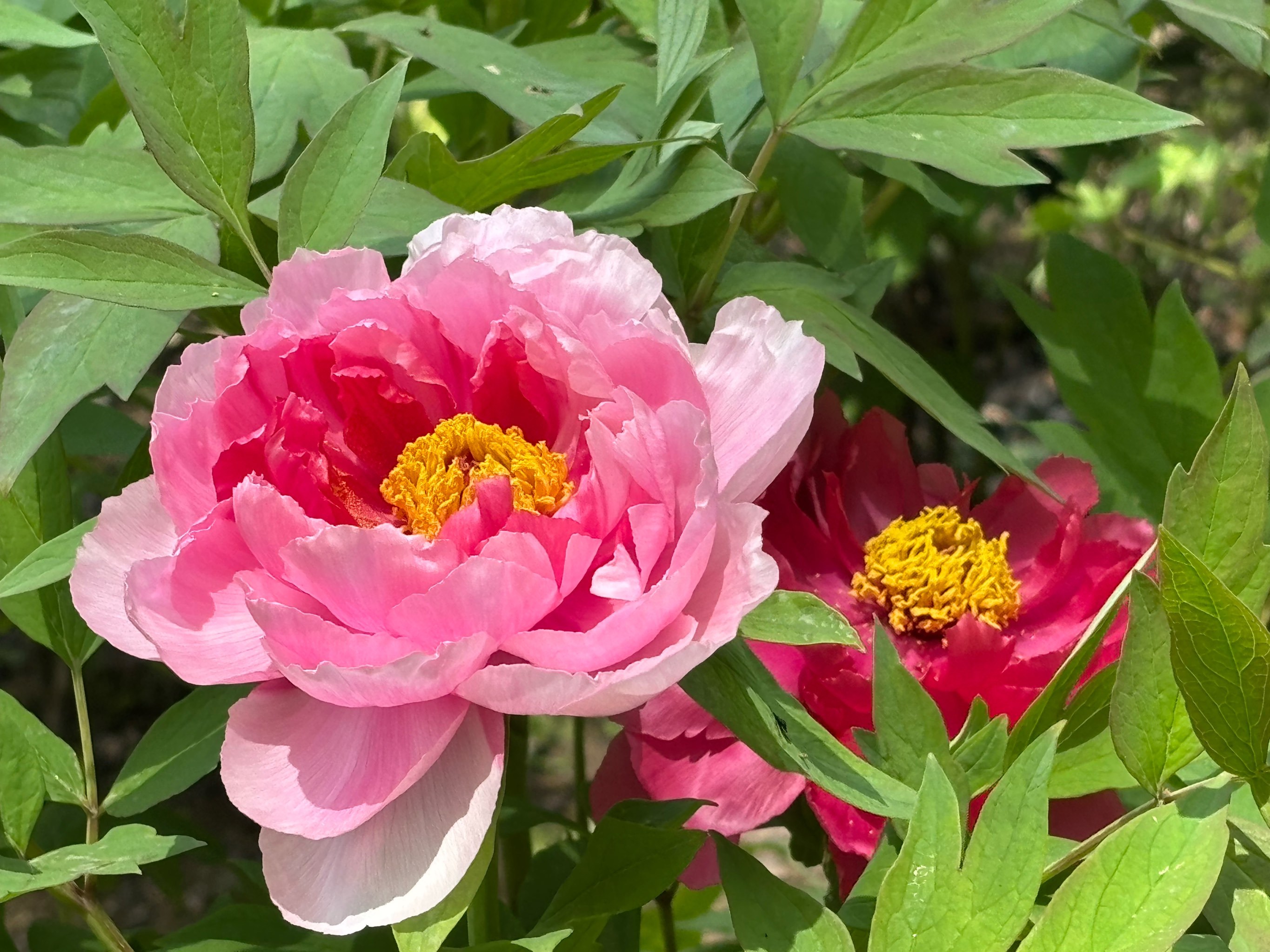 漕溪公园牡丹花展