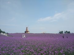 -大塘金香草谷