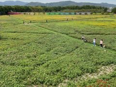 -苏州太湖西山岛开心农场